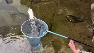 Il salvataggio dei pesci nel Lambro a Monza