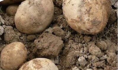 La patata di Oreno