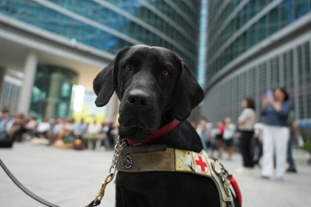 Giornata nazionale dei cani guida, Unione Italiana dei Ciechi e degli Ipovedenti e Regione