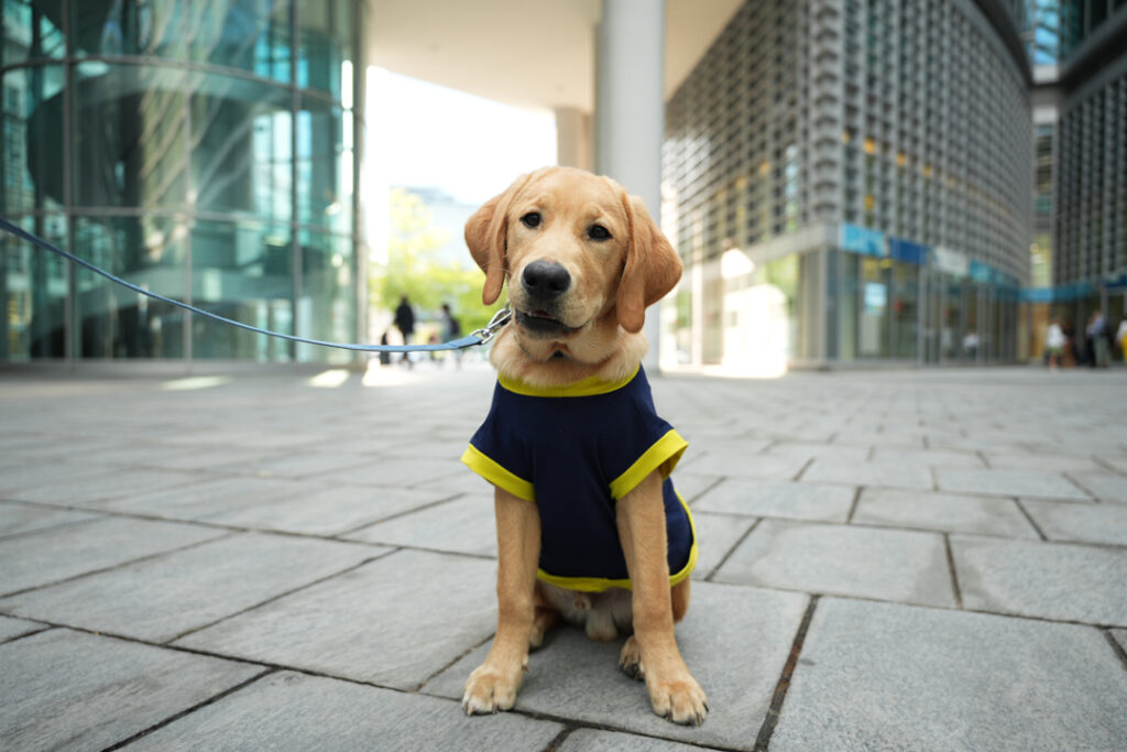 Giornata nazionale dei cani guida, Unione Italiana dei Ciechi e degli Ipovedenti e Regione