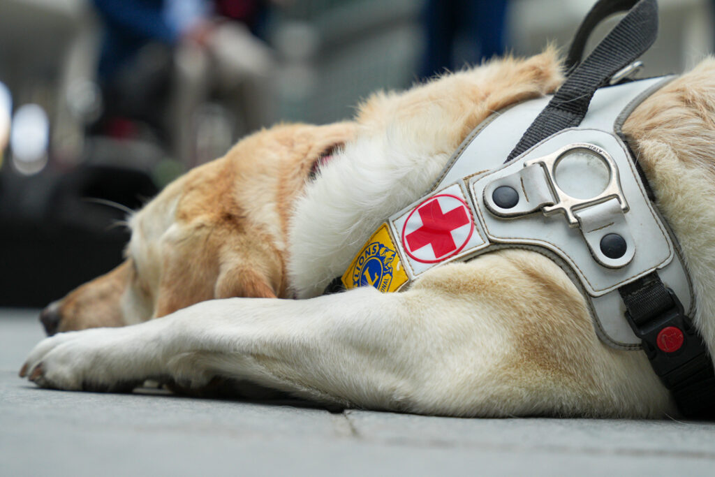 Giornata nazionale dei cani guida, Unione Italiana dei Ciechi e degli Ipovedenti e Regione