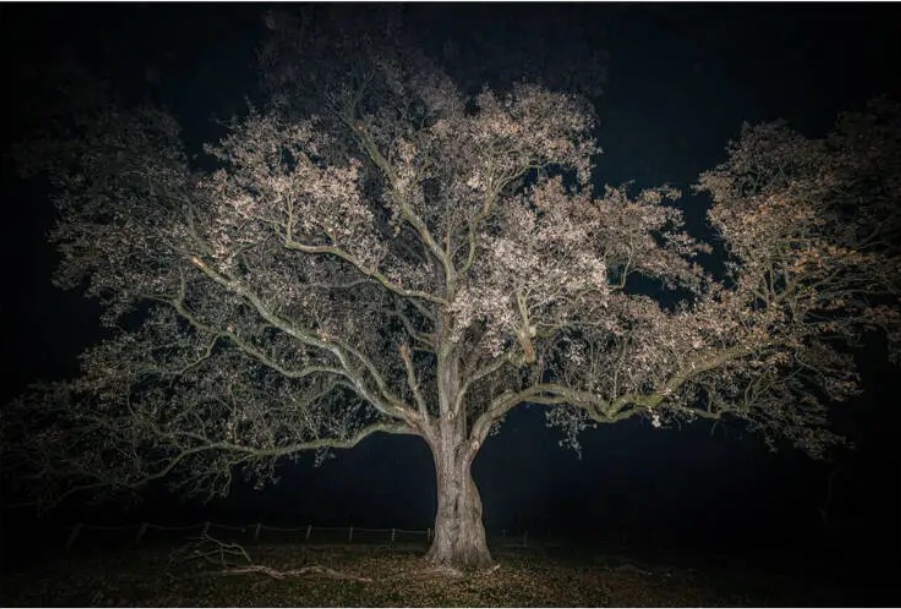 Mostra fotografica “Il Parco di Monza tra realtà e magia”