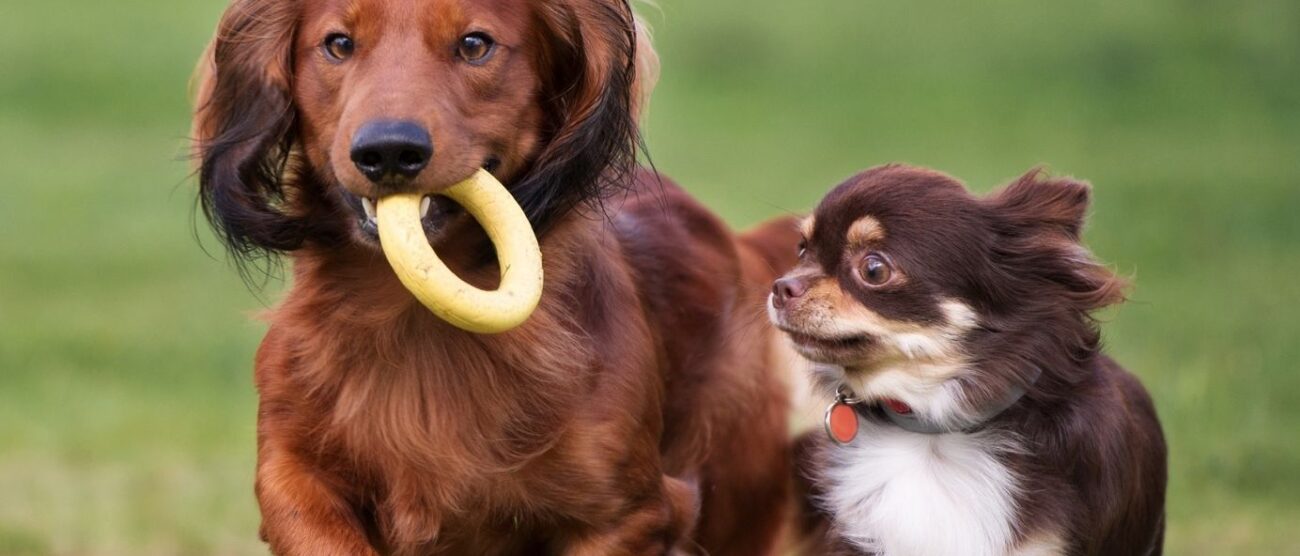 Bulli e pupe a Limbiate