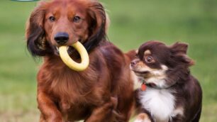Bulli e pupe a Limbiate