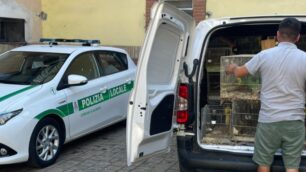 Albiate polizia locale animali sequestrati