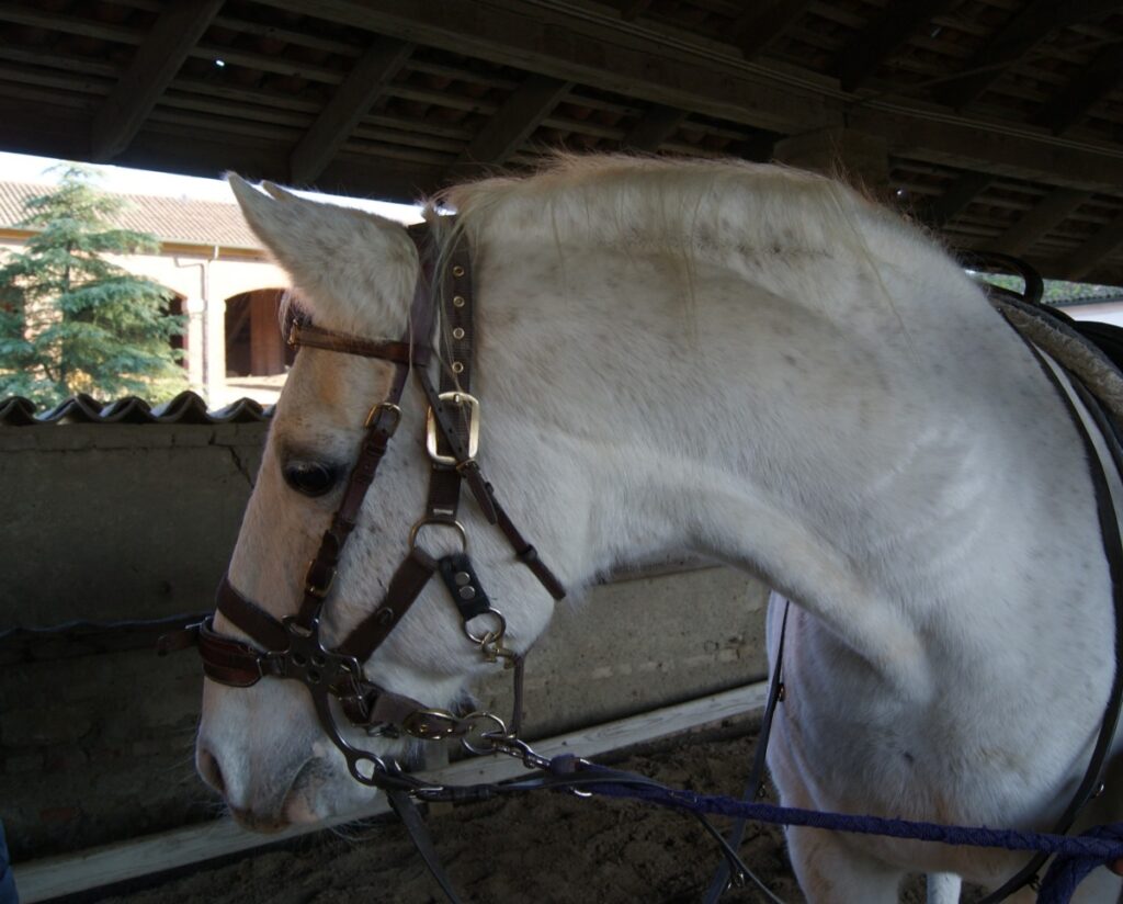 Monza adozione cavallo Baron