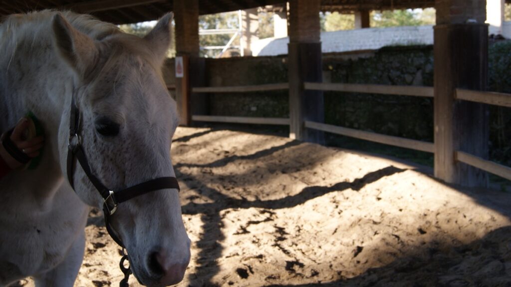 Monza adozione cavallo Baron