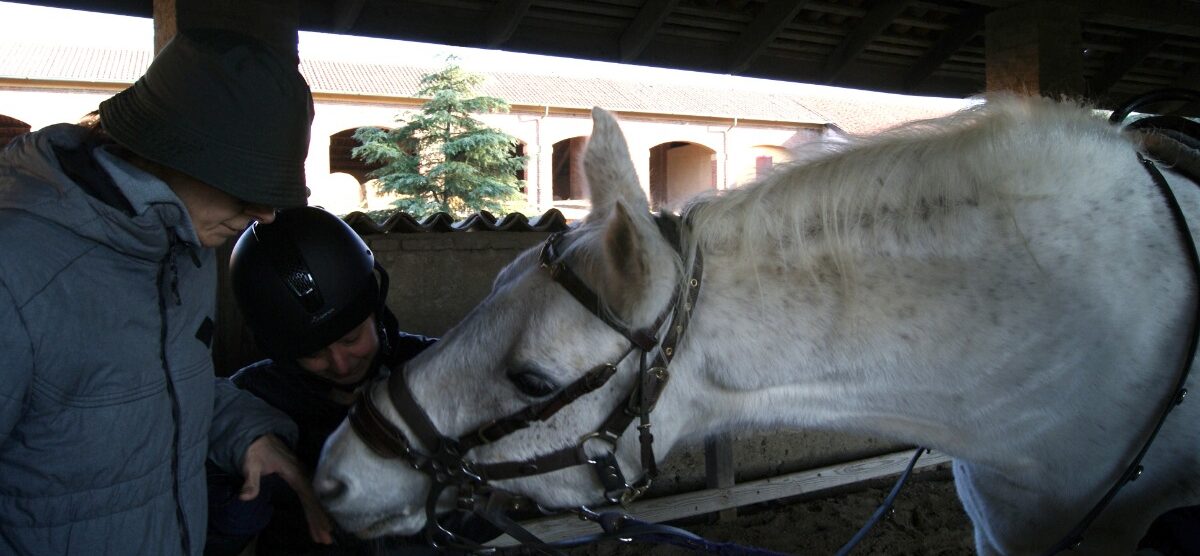 Monza adozione cavallo Baron