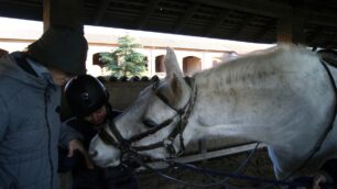 Monza adozione cavallo Baron