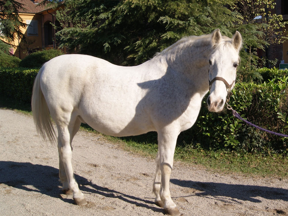 Monza adozione cavallo Baron